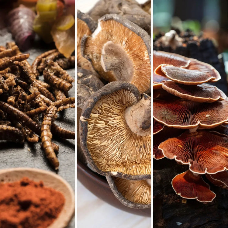 Különböző gyógygombák természetes formában – reishi, shiitake és cordyceps