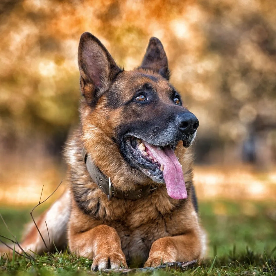 JOINTflex large ízületvédő 90db